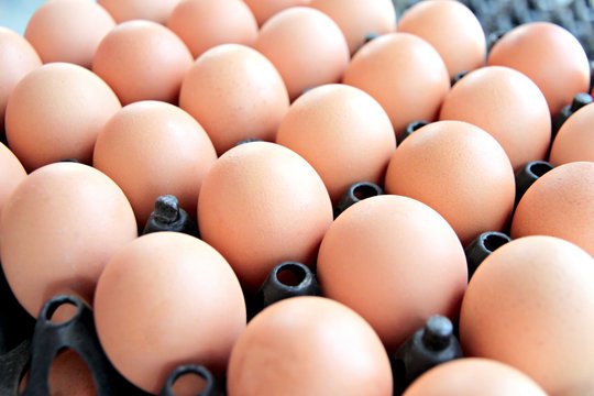 Eggs in a row.