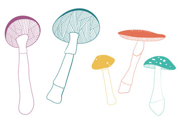 Mushroom set. Hand drawn illustration