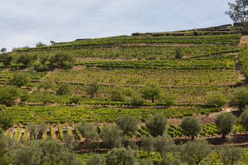 Fototapeta na wymiar Portugal, vallée du Douro
