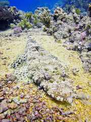 pesce