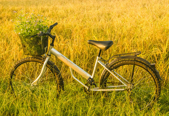 Fototapeta na wymiar Bicycle in the rice field