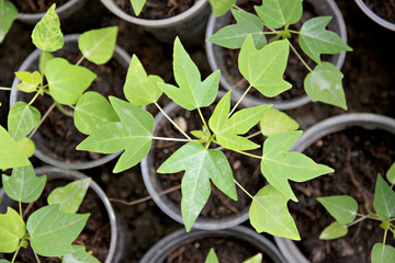 Seedling of papaya.