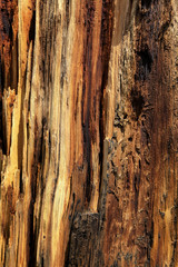 écorce de bois mort au volcan Sunset crater