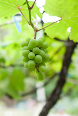 Close-up of a bunch of grapes on grapevine