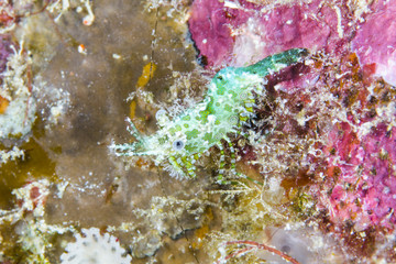 Obraz na płótnie Canvas common marbled shrimp