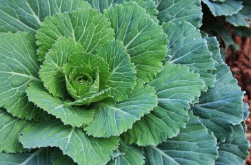 GROWING FRESH ORGANIC LETTUCE IN A GARDEN