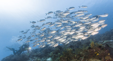 group of jack fish