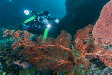 Diver