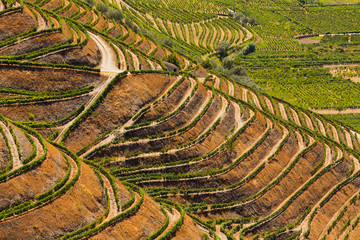 Fototapeta premium Portugal, vallée du Douro
