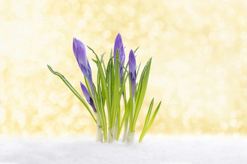 Krokusse mit goldenem Hintergrund