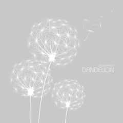 Abstract background with  flower dandelion © annbozhko