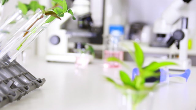 Refocused.Green plant in genetics laboratory