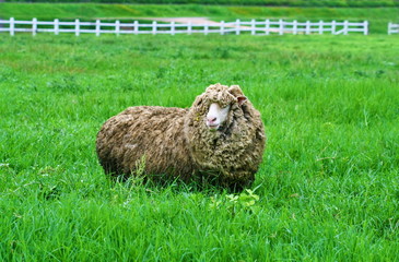 one long hair sheep