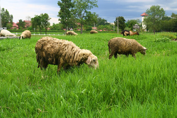 sheep in grassland