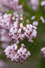 flowering Erica