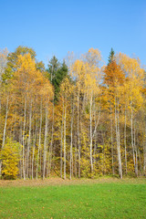 Fototapeta premium Yellow birches.