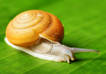 Snail creeps on green leaf.