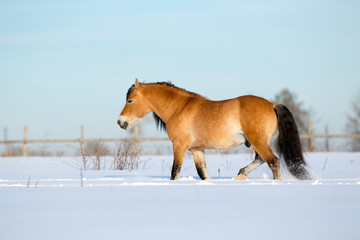 Horse walking on snow field in wintertime