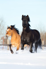 Fototapeta na wymiar Two horses run in winter gallop fast