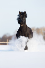 Black horse run in winter gallop fast