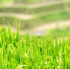 Green rice field