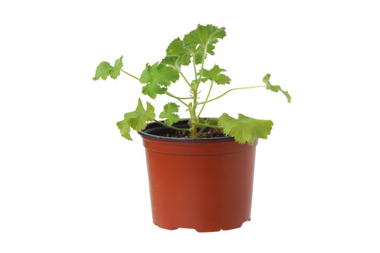 Geranium plant in a pot.