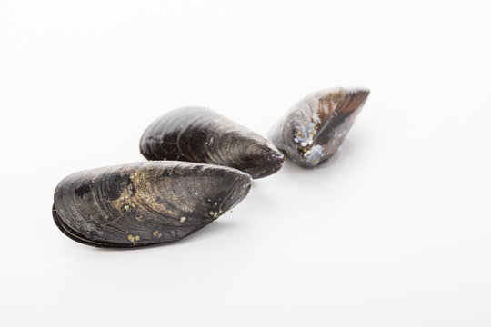 raw mussels isolated over white