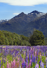 Lupinen in Neuseeland