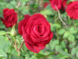 Red Rose