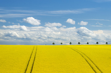 Canola Field and Romantic Sky