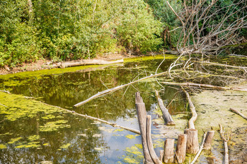 Driftwood Floating in Wetland Marsh
