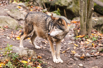 Obraz premium Grey Wolf