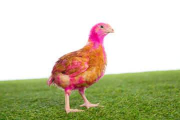 chicken chick hen pink painted on turf grass