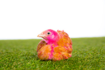chicken chick hen pink painted on turf grass