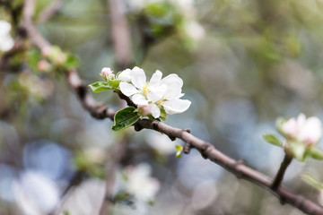 spring garden