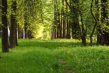 beautiful park