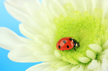 Beautiful ladybird  on flower, close up