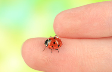 Beautiful ladybird on hand, close up