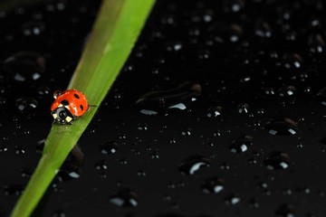 Beautiful ladybird on green grass, on black background