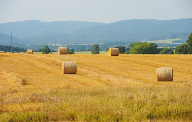 Fototapeta premium Sheaves in a field