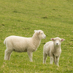 spring lambs