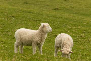 two young lambs grazing