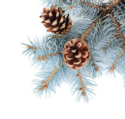 Beautiful pine cones isolated on white