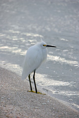 Snowy Egret Bird on Beach Sanibel Florida