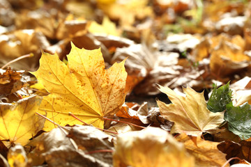 Naklejka na ściany i meble Maple leaves in park, close-up