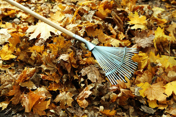 Cleaning of autumn leaves in park