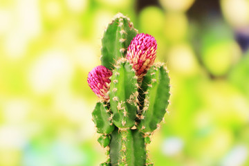 Cactus with flower, on green nature background