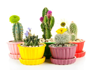Cactuses in flowerpots with flowers, isolated on white