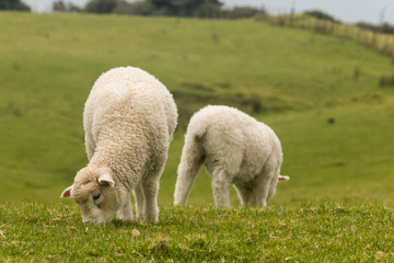 Naklejka premium pair of grazing lambs