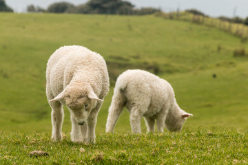 two lambs on green meadow